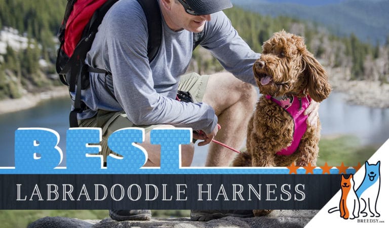 7 Best Dog Harnesses for Labradoodles In 2022