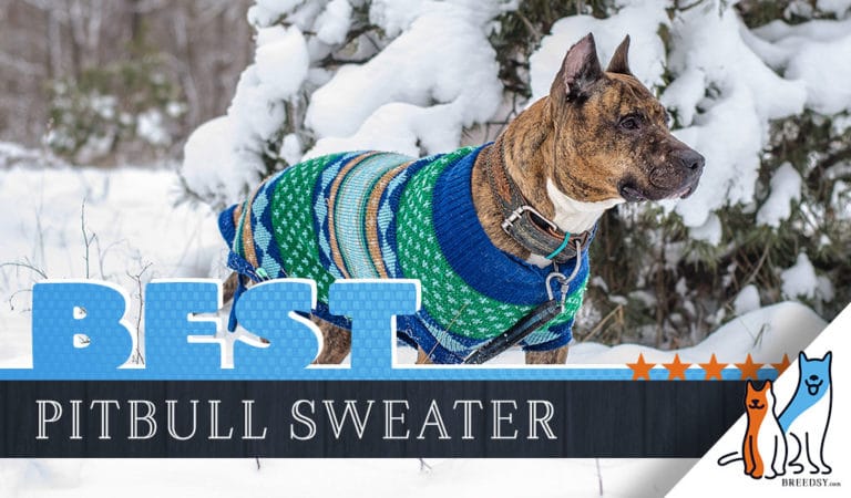 8 Best Sweaters for Pitbulls