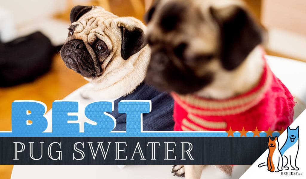 pug jumpers for dogs