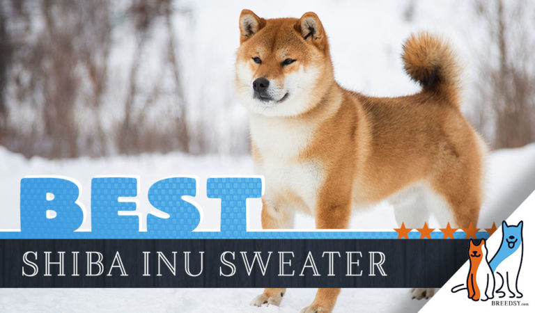 8 Best Sweaters for Shiba Inus