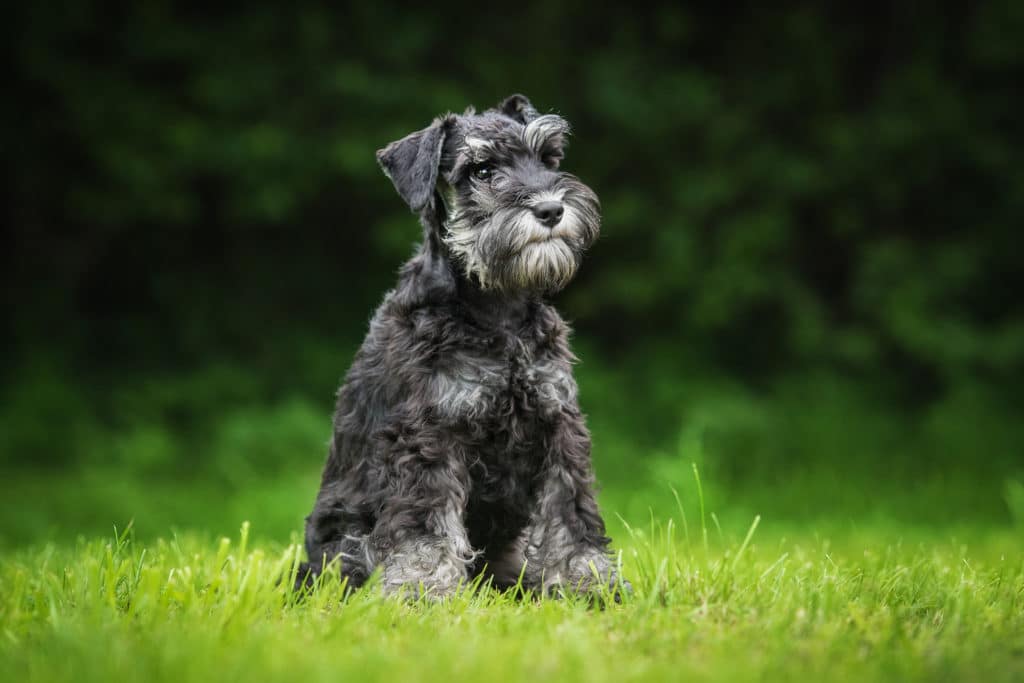 7 Best Dog Harnesses for Miniature Schnauzers in 2022