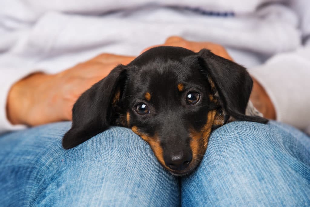 7 Best Brushes for Dachshunds With 5 Simple Brushing Tips