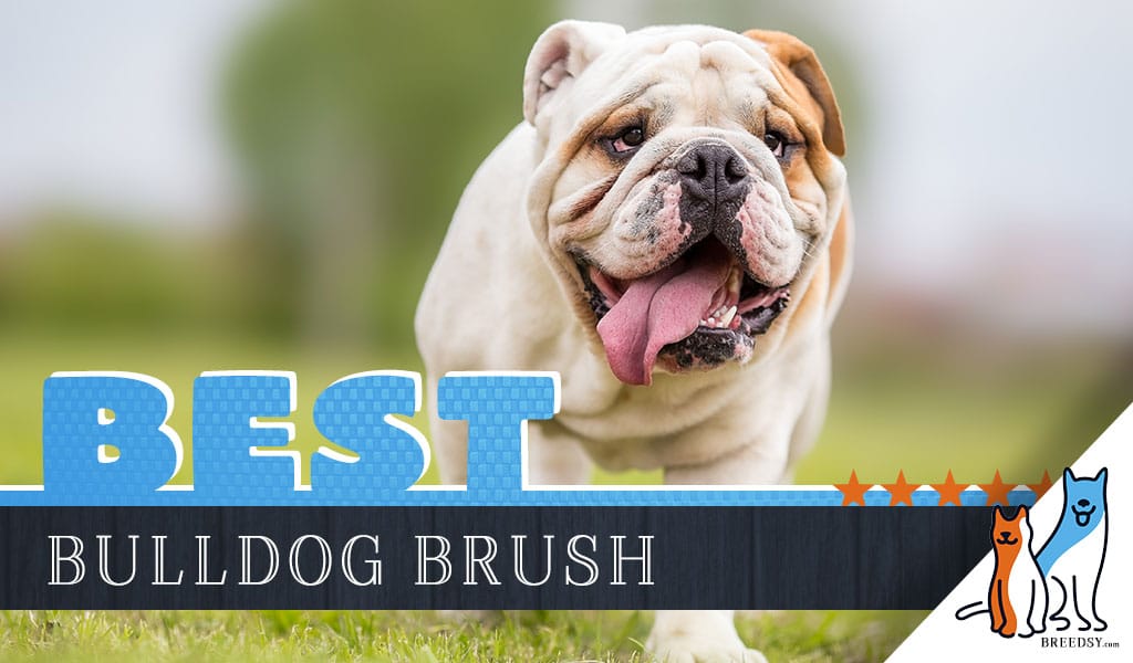best brush for english bulldog