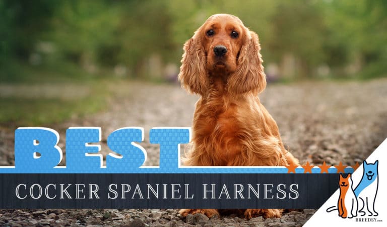 7 Best Dog Harnesses for Cocker Spaniels in 2022