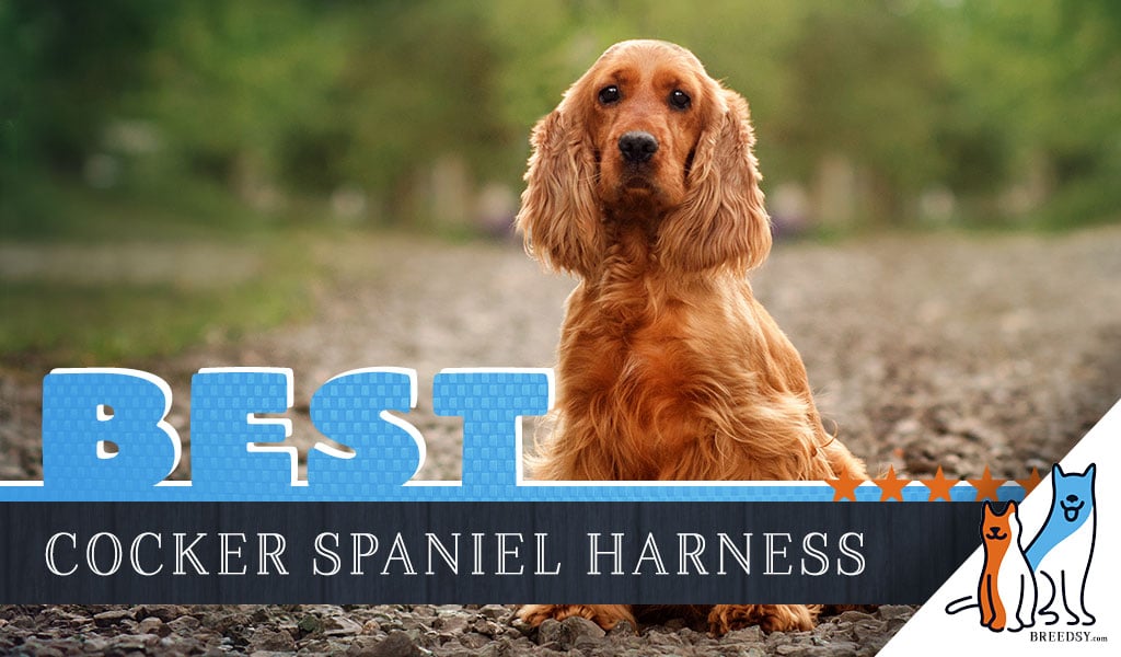 Best Dog Harnesses for Cocker Spaniels 