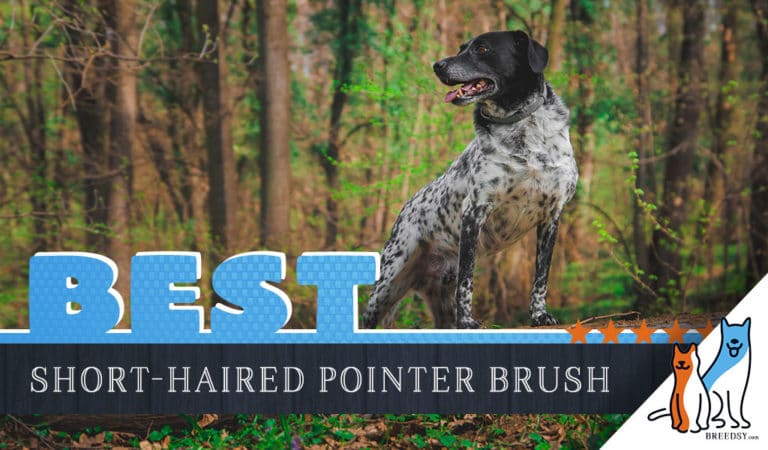 7 Best Brushes for German Shorthaired Pointers with 5 Simple Brushing Tips