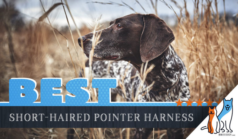 7 Best Dog Harnesses for German Shorthaired Pointers in 2023