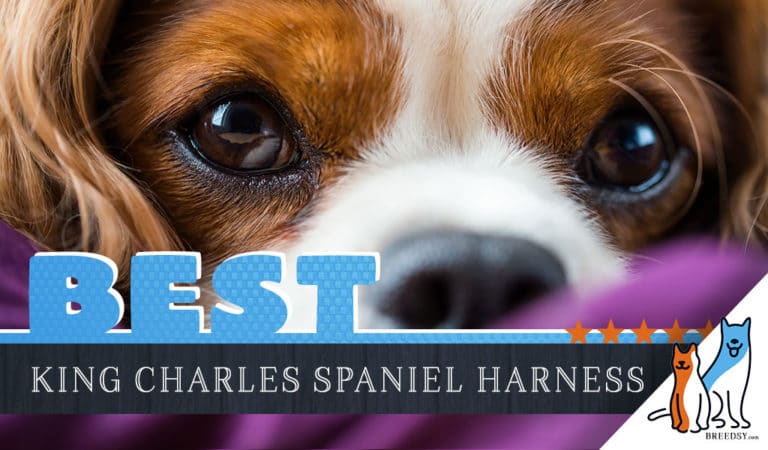 7 Best Dog Harnesses for Cavalier King Charles in 2024