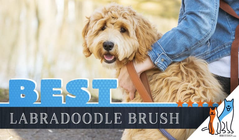 7 Best Brushes for Labradoodles With 5 Simple Brushing Tips