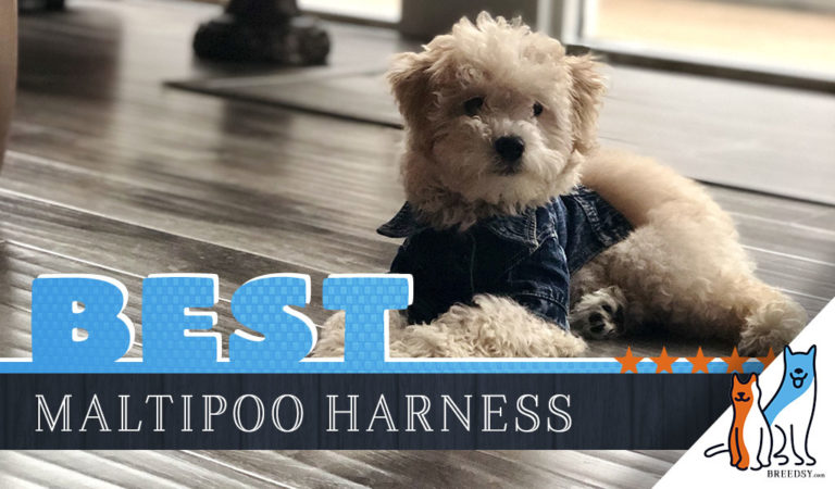 7 Best Dog Harnesses for Maltipoos in 2023