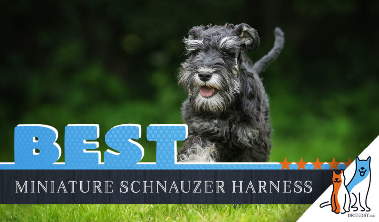 7 Best Dog Harnesses for Miniature Schnauzers in 2022