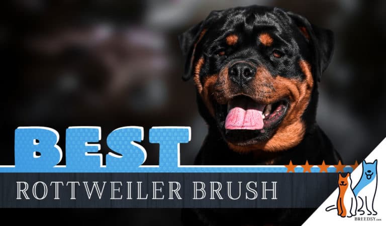 6 Best Brushes for Rottweilers with 5 Simple Brushing Tips