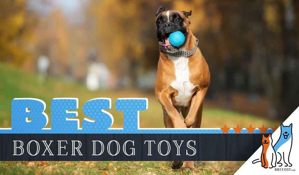 8 Best Dog Toys for Boxers in 2020