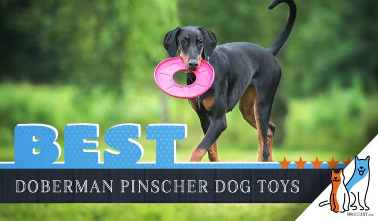 8 Best Dog Toys for Doberman Pinschers in 2022