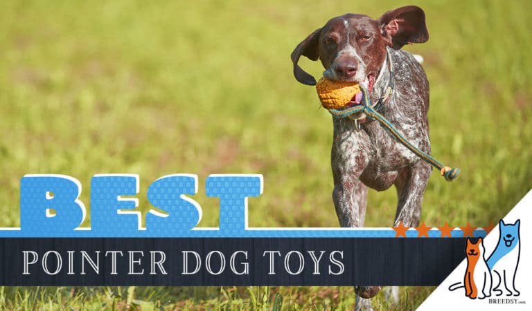 8 Best Dog Toys for German Shorthaired Pointers in 2022