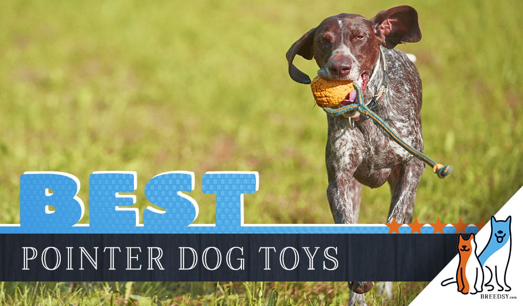 8 Best Dog Toys For German Shorthaired Pointers In 2020