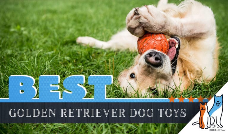 8 Best Dog Toys for Golden Retrievers in 2022