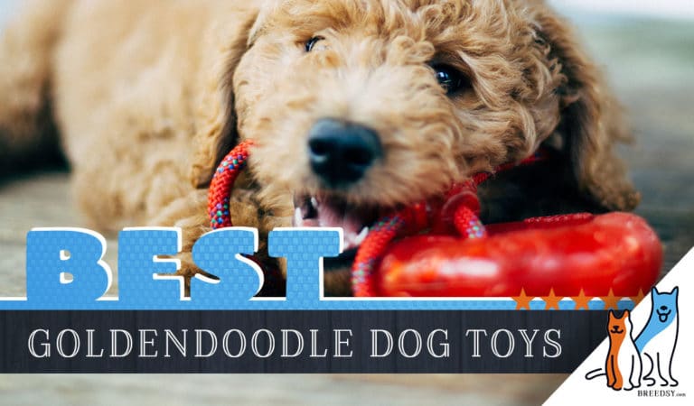 8 Best Toys for Goldendoodles in 2022