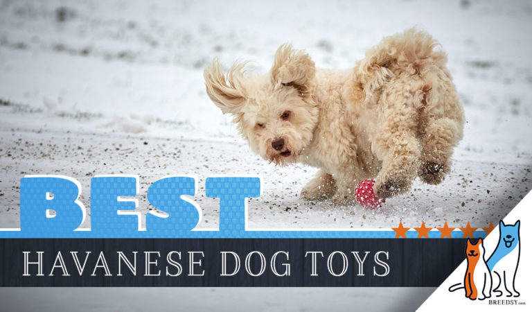 8 Best Dog Toys for Havanese in 2022 
