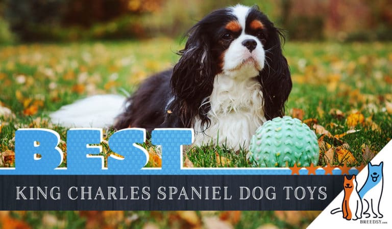 8 Best Dog Toys for Cavalier King Charles in 2023
