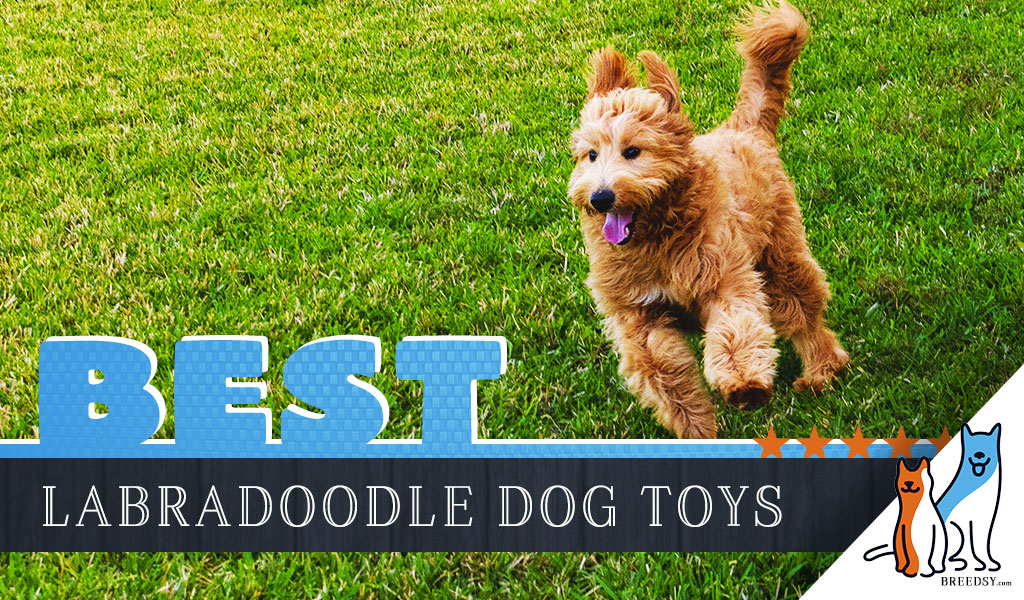 8 Best Dog Toys for Labradoodles in 2020