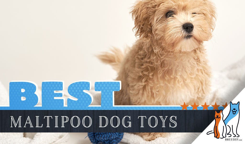 8 Best Dog Toys for Maltipoos in 2020