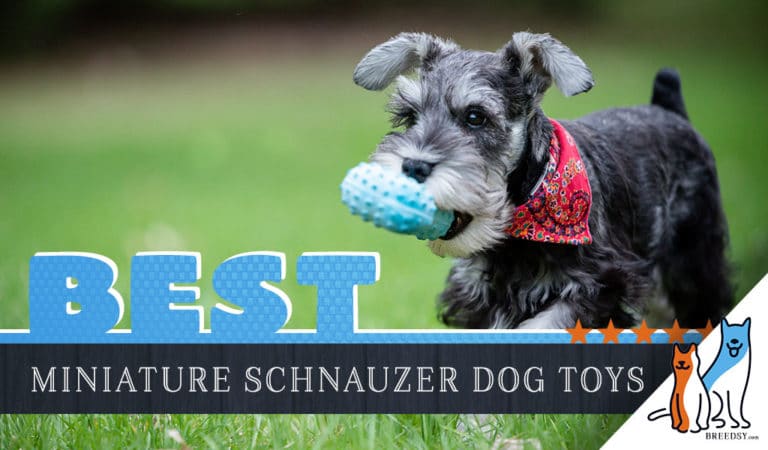 8 Best Dog Toys for Miniature Schnauzers in 2022