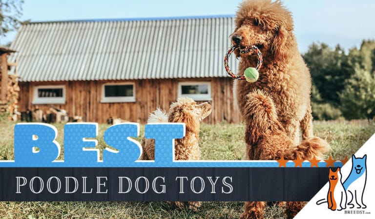 8 Best Dog Toys for Poodles in 2022