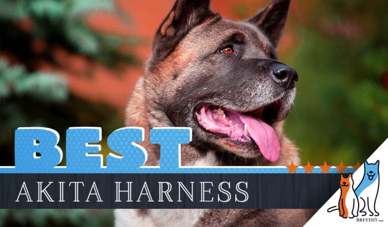 7 Best Dog Harnesses for Akitas in 2023