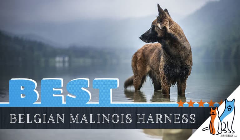 7 Best Dog Harnesses for Belgian Malinois in 2023