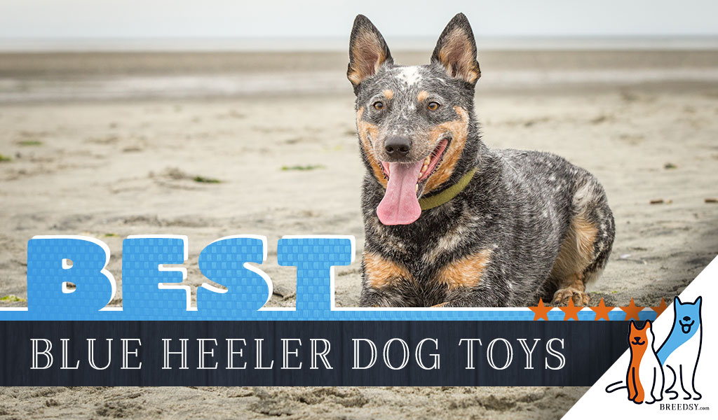 8 Best Dog Toys for Blue Heelers 