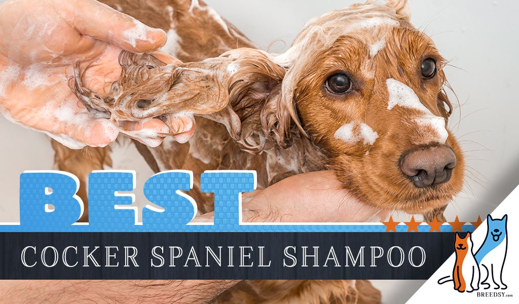 Cocker Spaniel Shampoo: Our 6 Picks for 
