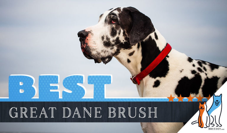 7 Best Brushes for Great Danes With 5 Simple Brushing Tips