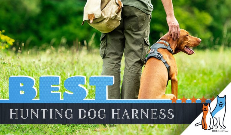 7 Best Dog Harnesses for Hunting Dogs in 2022