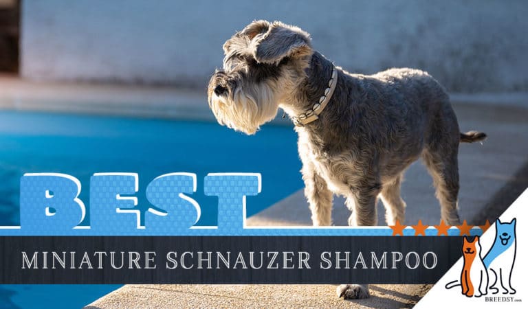 Miniature Schnauzer Shampoo: Our 6 Picks For The Best Shampoo for Miniature Schnauzer