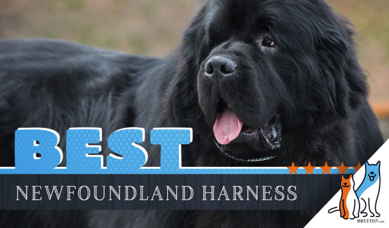 7 Best Dog Harnesses for Newfoundland in 2022
