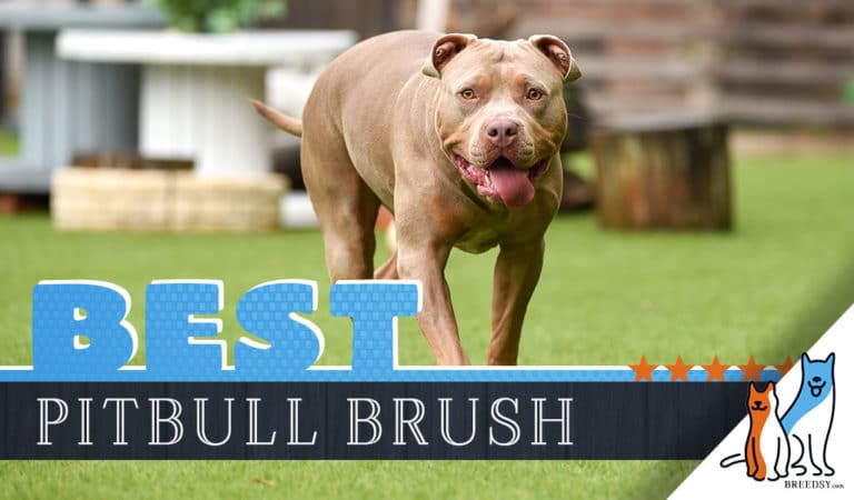 7 Best Brushes for Pitbulls With 5 Simple Brushing Tips