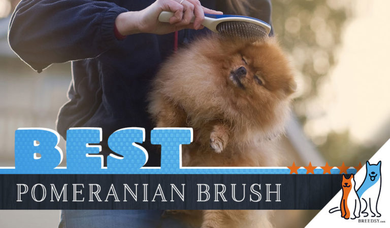 7 Best Brushes for Pomeranians With 5 Simple Brushing Tips