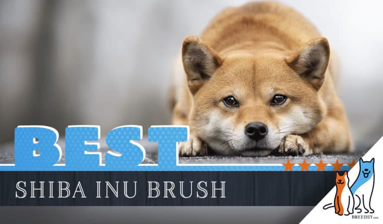 7 Best Brushes for Shiba Inu With 5 Simple Brushing Tips
