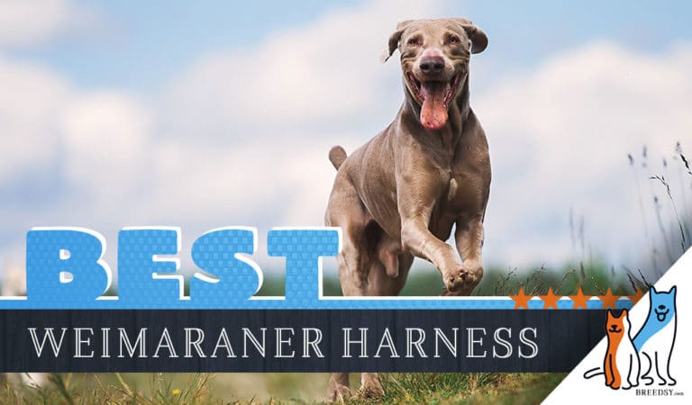 7 Best Dog Harnesses for Weimaraner in 2022