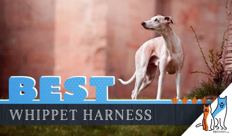 7 Best Dog Harnesses for Whippets in 2022