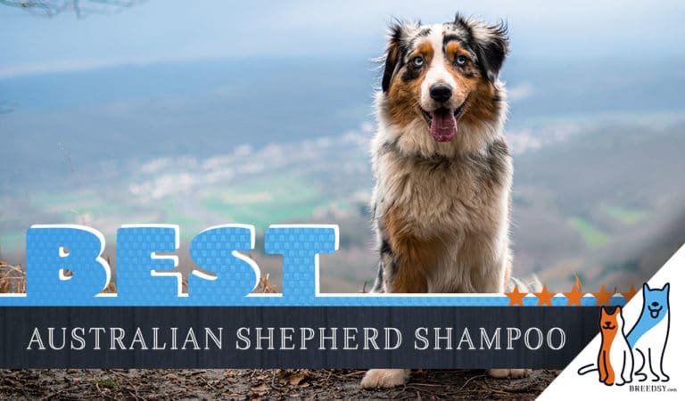 Australian Shepherd Shampoo: Our 6 Picks For The Best Shampoo for Australian Shepherds