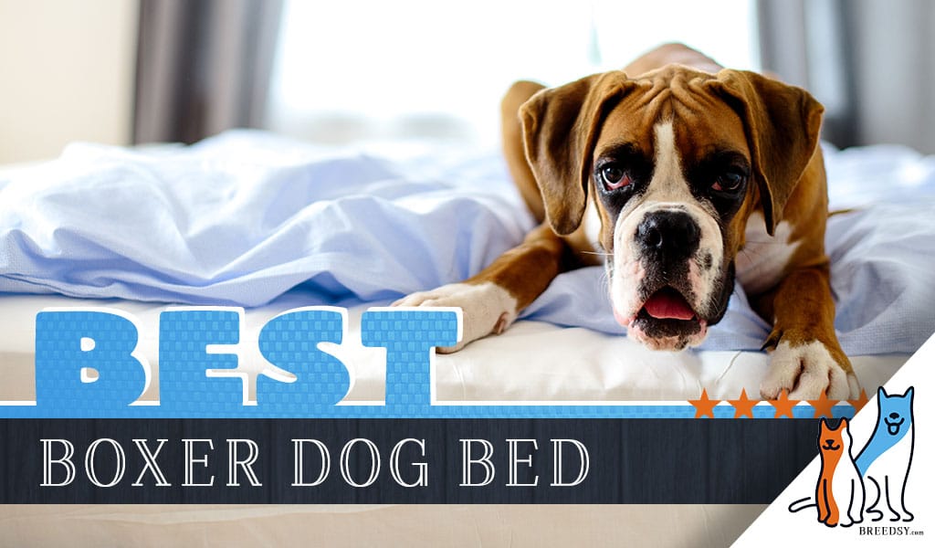 6 Best Dog Beds For Boxers In 2020