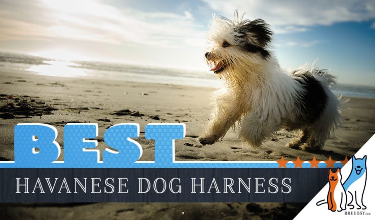 7 Best Dog Harnesses for Havanese in 2023
