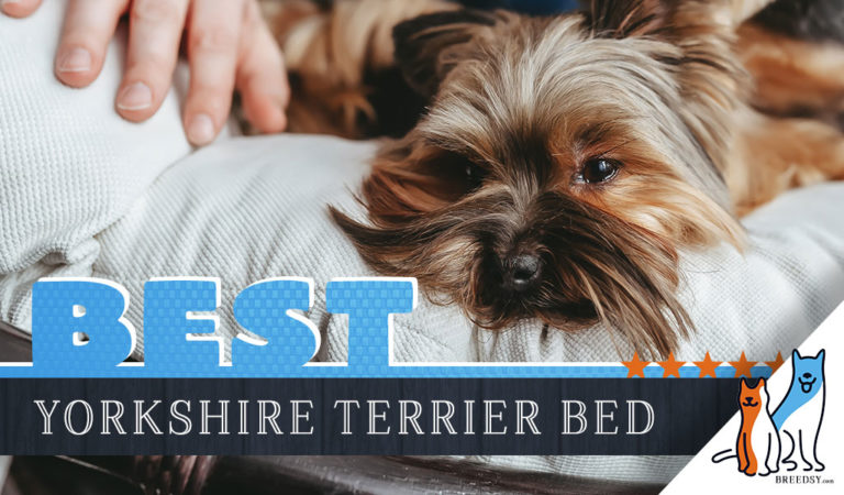 6 Best Dog Beds for Yorkshire Terriers in 2023