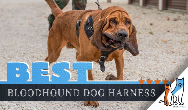 8 Best Dog Harnesses for Bloodhounds in 2023