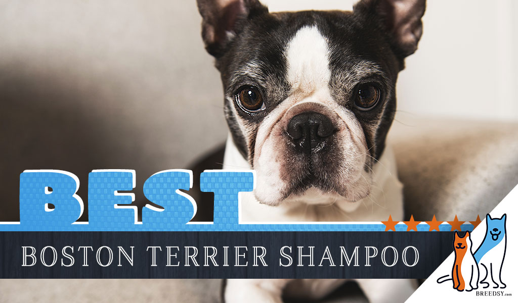 Boston Terrier Shampoo: Our 6 Picks For The Best Shampoo for Boston Terriers