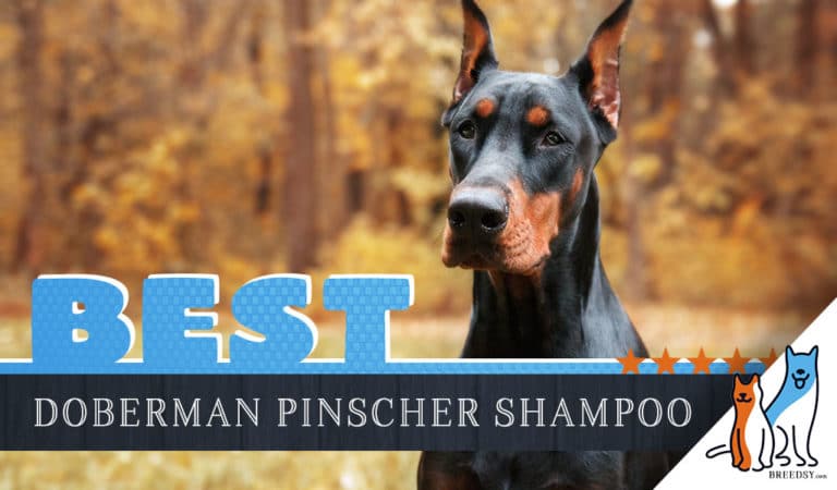 Doberman Pinscher Shampoo: Our 6 Picks For The Best Shampoo for Doberman Pinschers