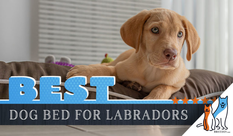 6 Best Dog Beds for Labrador Retrievers in 2023