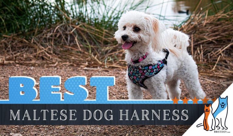 7 Best Dog Harnesses for Maltese in 2022